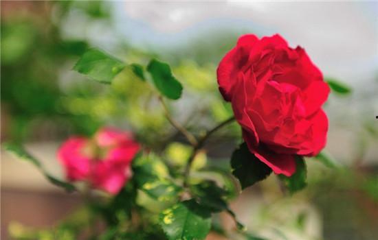 红蔷薇,绽放的革命之花